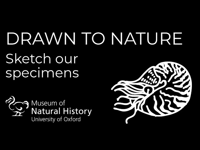 Drawn to Nature: Nautilus