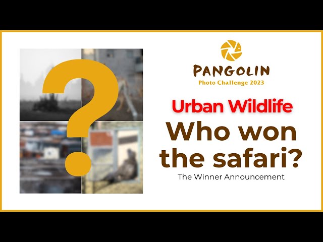 Urban Wildlife Winners Show