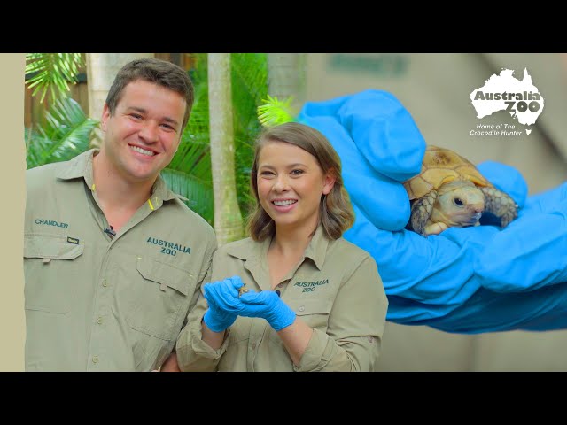 Bindi, Chandler and a tiny tortoise | Australia Zoo Life