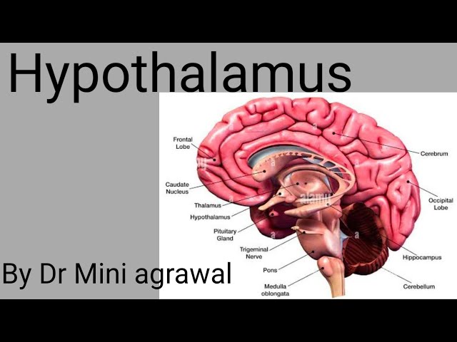 Hypothalamus|| By Dr Mini agrawal