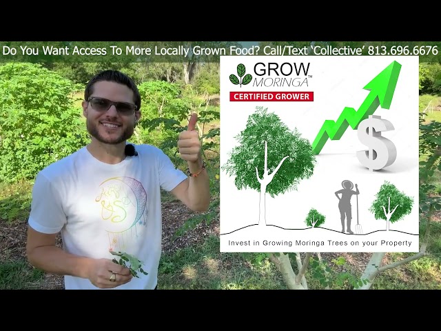Buying Land To Grow Moringa | Collective Ownership | $100k Farm Fund