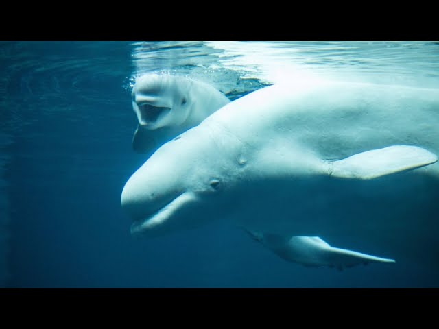 17 Beluga whales have now died at Marineland since 2019