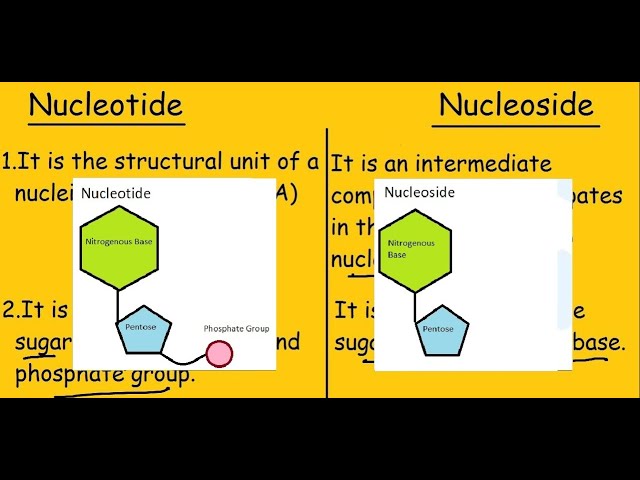 Nucleotide vs Nucleoside |Fast Differences and Comparison|