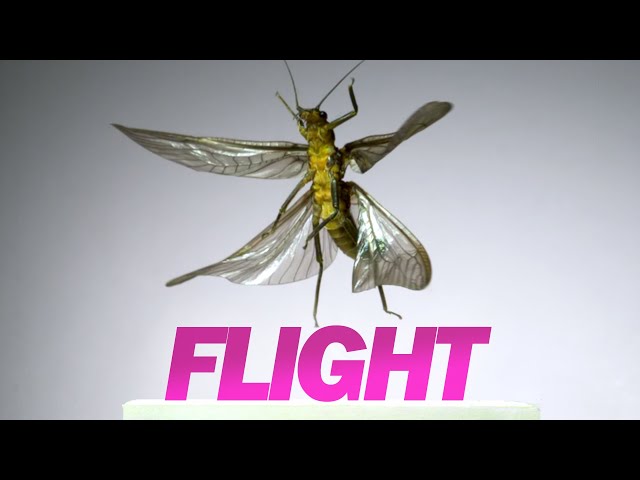 Insect Flight | Capturing Takeoff & Flying at 3,200 FPS