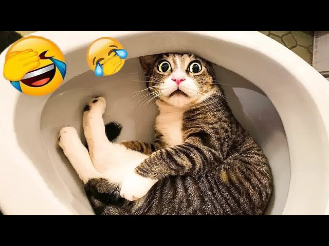 You Laugh You Lose 🤣 Funniest Dogs and Cats 2024 🐈🐕