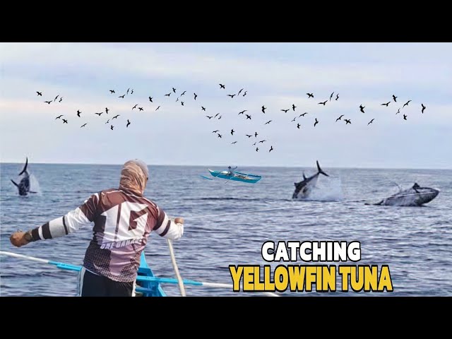 Amazing Fastest Giant Yellowfin Tuna Fishing Skill - Matinding Hilahan | Jackpot