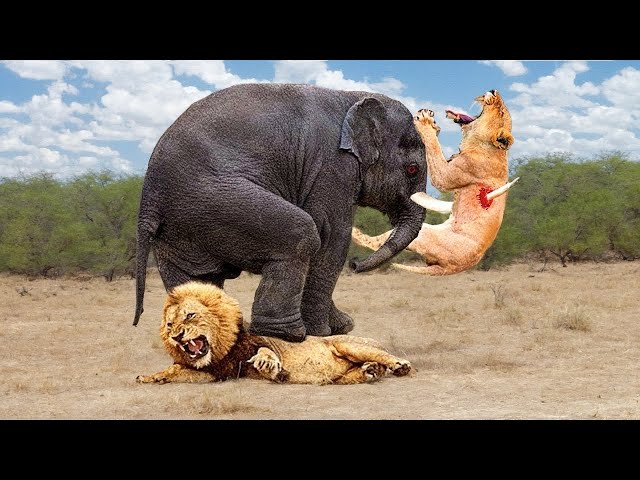 25 Times Animals Messed With The Wrong Opponent