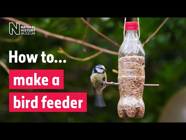 How to make a bird feeder | Natural History Museum