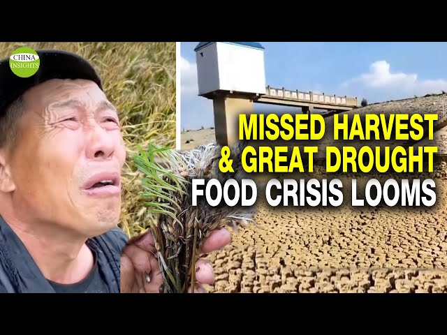 Harvesters are not allowed in! Wasted wheat plus drought and floods, China's grain shortage looms