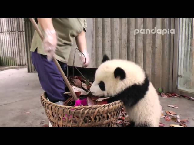 Panda cub and nanny’s “war"