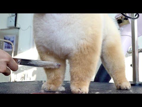 Process of Furry Puppy Becoming Teddy Bear. Korean Dog Beautician
