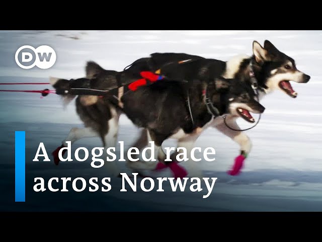 Europe’s toughest dogsled race | DW Documentary