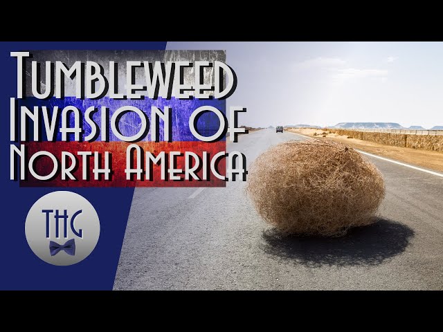 The War Against Tumbleweeds