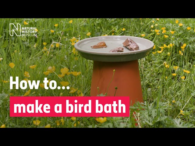 How to make a bird bath | Natural History Museum