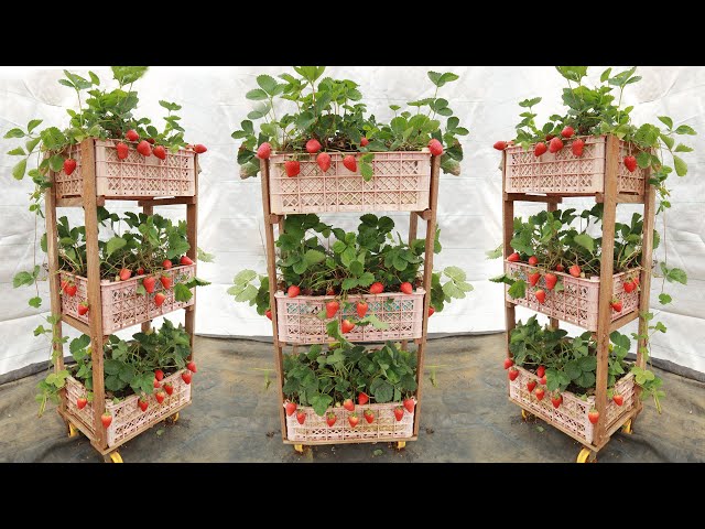 No garden - Idea for growing a vertical strawberry garden from a plastic basket at home