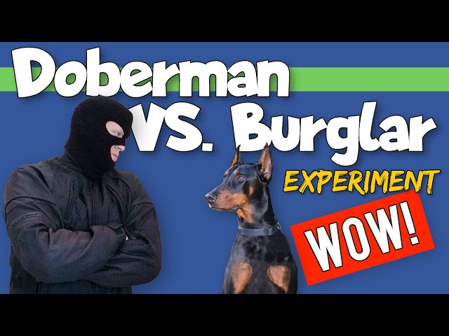 Doberman On Patrol: Burglar Experiment