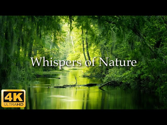 Whispers of Nature / The Enchanting Earth 4K