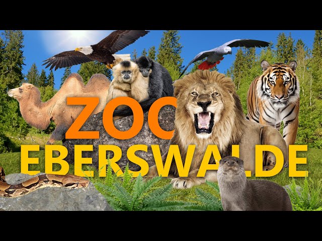 Zoo Eberswalde - Der beste kleine Zoo Deutschlands? | Zoo-Eindruck