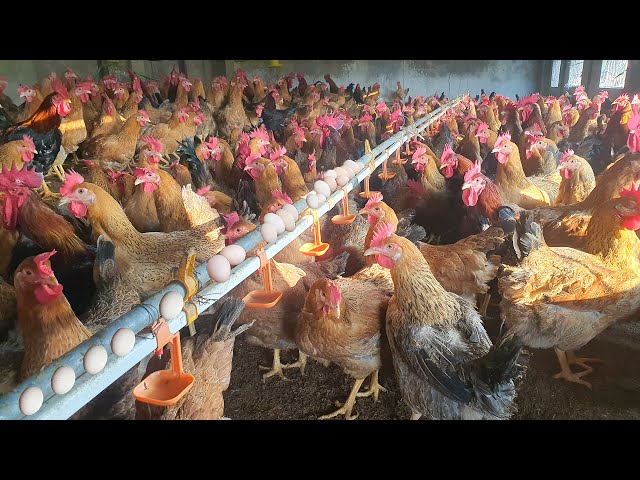 5 way make money with raising of Chickens - Poultry Farm