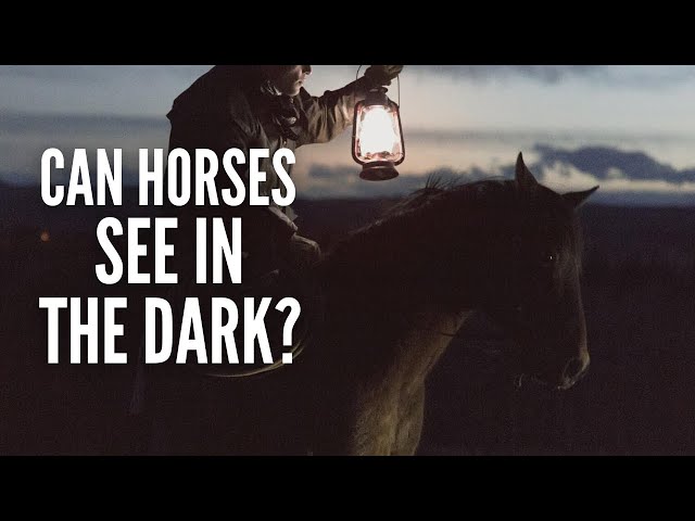Can Horses See in the Dark?