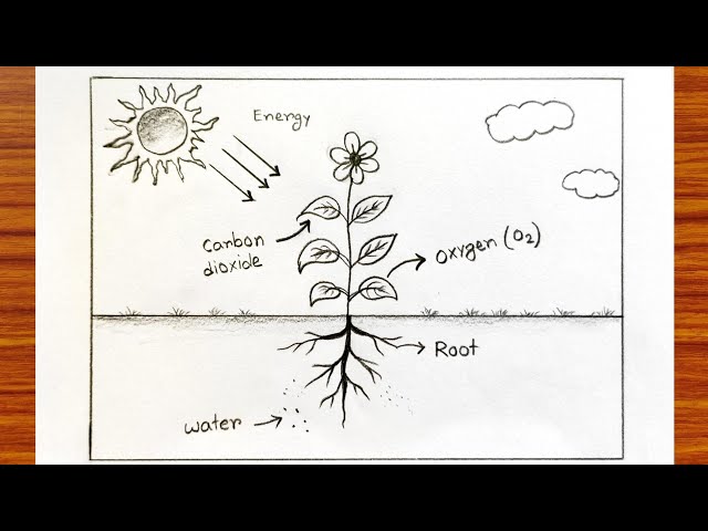 Photosynthesis process of Plant | Photosynthesis Project Drawing | Photosynthesis for students