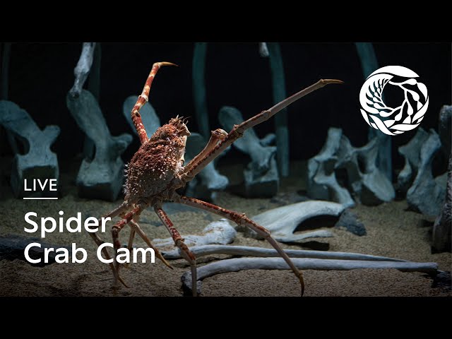 Live Spider Crab Cam — Monterey Bay Aquarium | Into the Deep