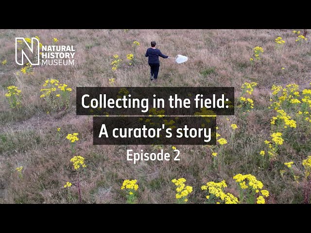 Collecting in the field : A curator's story | Ep. 2 | Natural History Museum