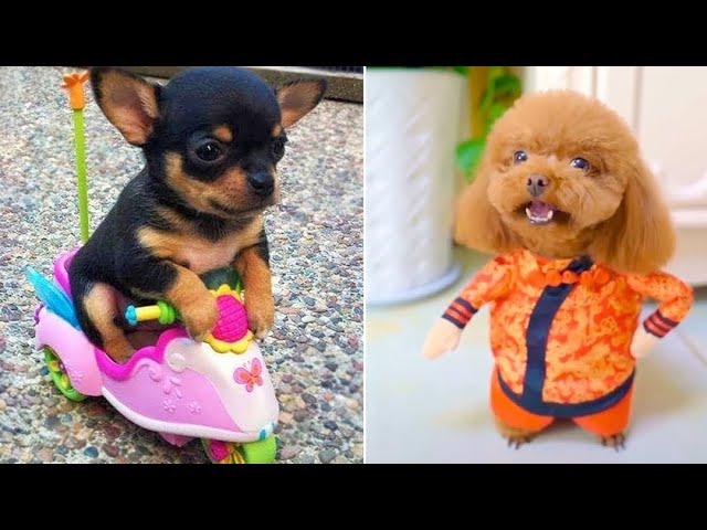 Baby Dogs 🔴 Cute and Funny Dog Videos Compilation #6 | 30 Minutes of Funny Puppy Videos 2023