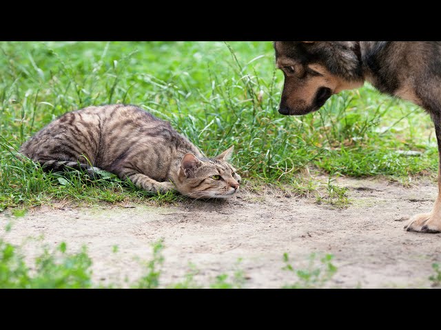 Cat TACKLES Dog! 😮| 60 Minutes FUNNIEST Pets