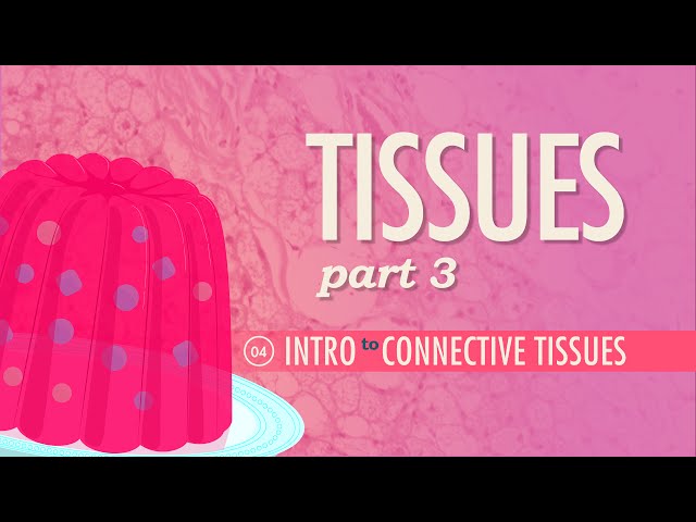 Tissues, Part 3 - Connective Tissues: Crash Course Anatomy & Physiology #4