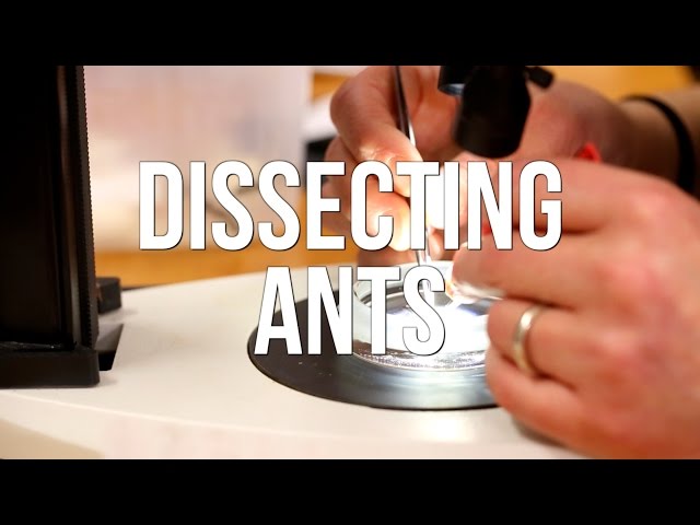 Dissecting Ants