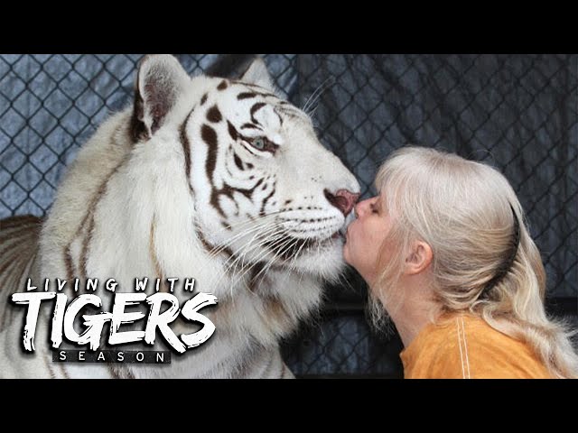 There's A Tiger In My Garden! | LIVING WITH TIGERS SEASON