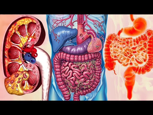 The Body Is Repair After 14 Min(Warning:Very Powerful!) Alpha Waves Heal The Whole Internal Organ #9