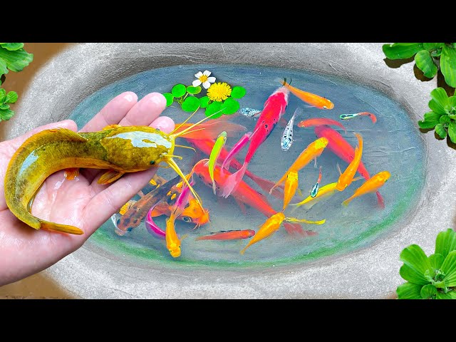 Best of Catch Colorful Surprise Eggs 🐌 MOST AMAZING Catches Strange Fish, Turtle, Catfish, Koi Fish