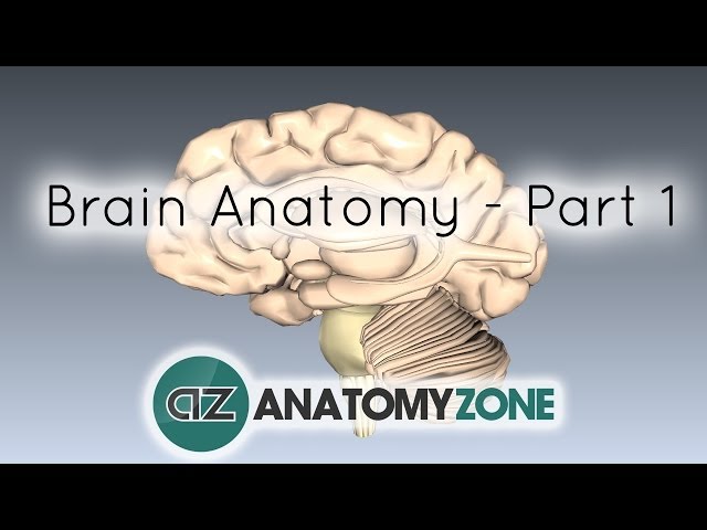 Basic Parts of the Brain - Part 1 - 3D Anatomy Tutorial