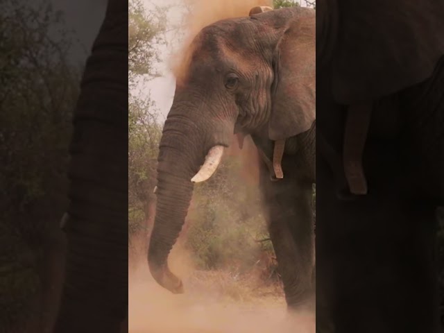 SlowMo Elephant Dust Bath #elephant #120fps #wildlifephotography #africansafari