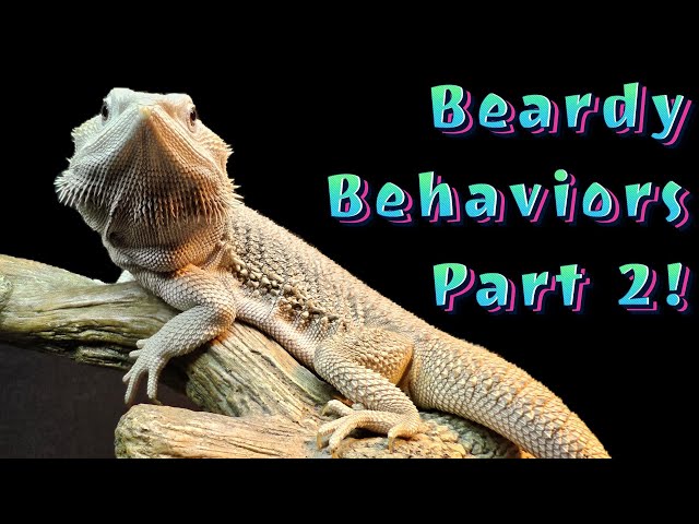 Bearded Dragon Behaviors - Part 2