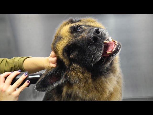 A love story between a German Shepherd and a blow dryer