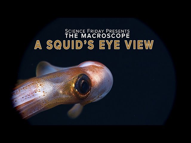 A Squid's Eye View