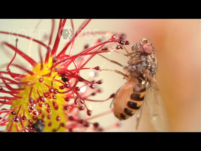 Cape Sundews Trap Bugs In A Sticky Situation | Deep Look