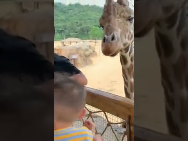 Baby Feeding Giraffe Funniest scene