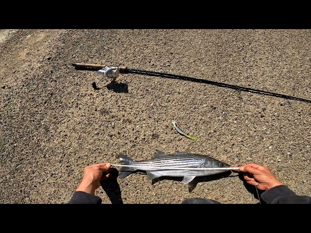 Catch And Cook Striped Bass At The California Aqueduct | California Aqueduct Fishing