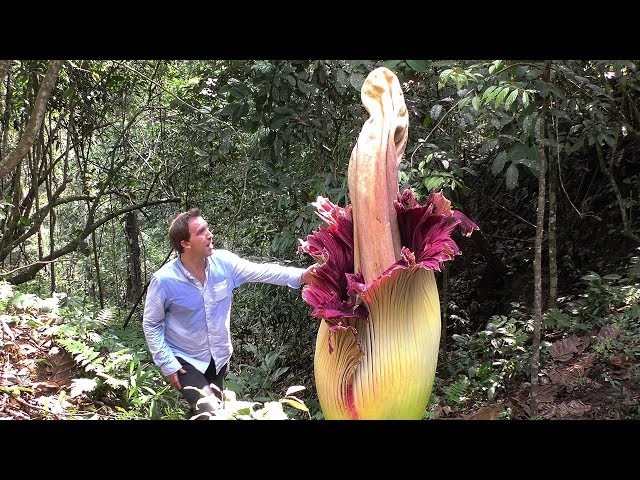 World's BIGGEST Flowers! (World's Most Spectacular Plants episode 2 of 14)