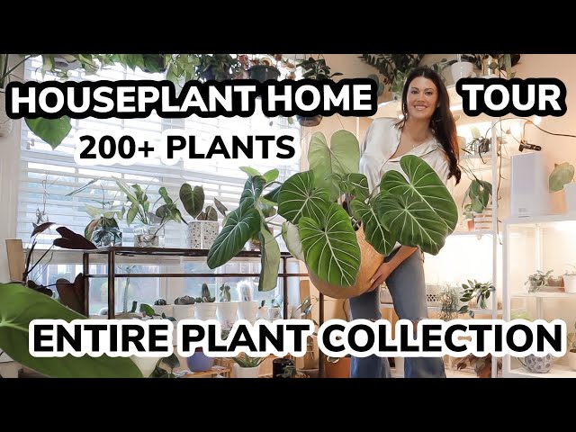 Houseplant Tour | 200+ Plants Entire Plant Collection | First Plant Tour In Almost 2 Years