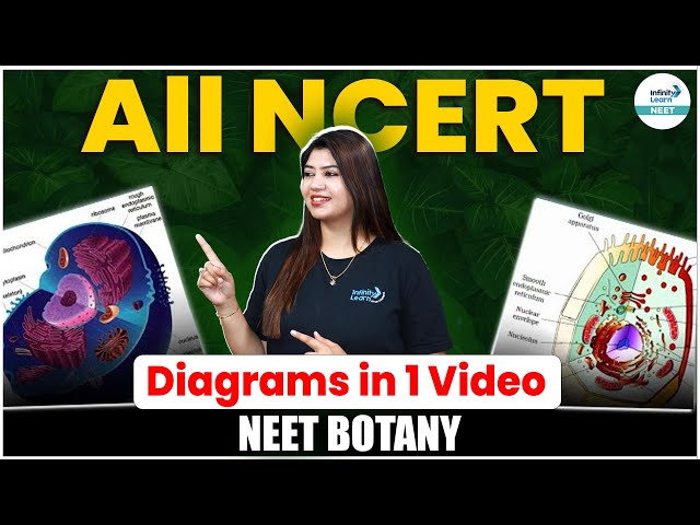 NEET Botany - All NCERT Diagrams in 1 Video | NEET 2024 Biology | NEET 2024 Final Revision