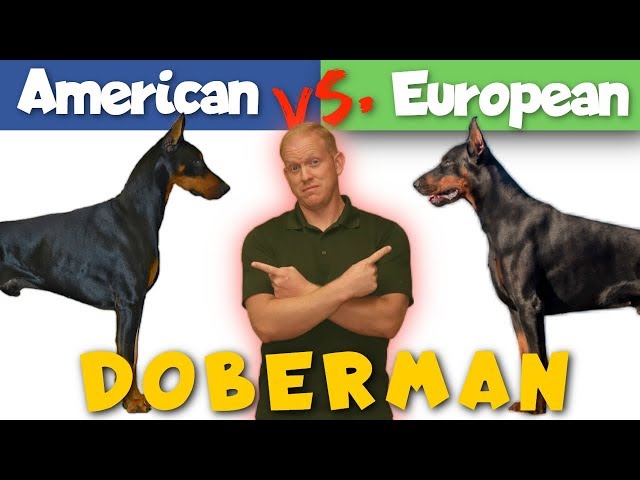 American vs. European Doberman: Which is Better?