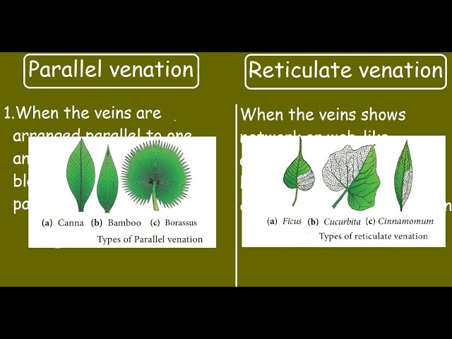 Parallel Venation and Reticulate Venation |Quick differences and comparison|