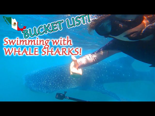 Swimming with Whale Sharks in Baja!