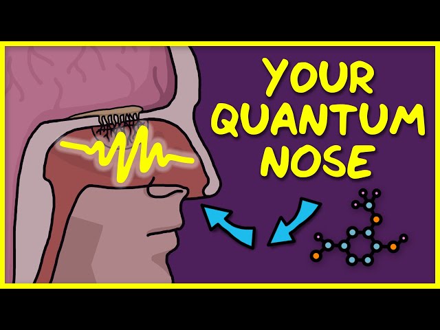 You Use Quantum Physics to Smell