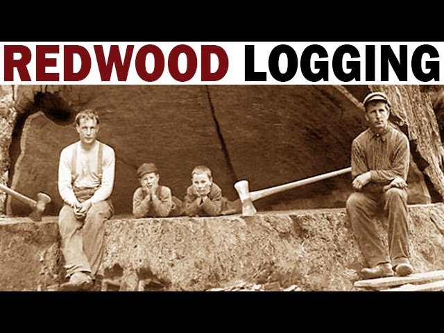 Redwood Logging | 1946 | Documentary on the Giant Redwood Lumber Industry in California
